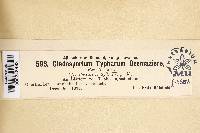 Cladosporium typharum image