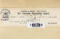 Puccinia glomerata image