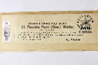 Puccinia porri image