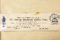 Diatrype disciformis image