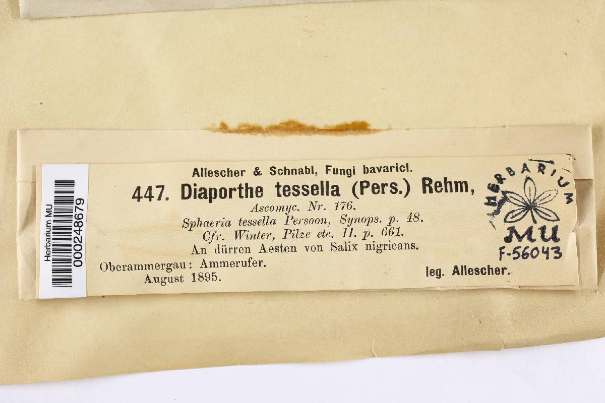 Allantoporthe tessella image