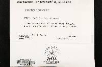 Fusarium oxysporum image