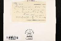 Fusarium rimosum image