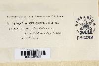 Septosporium heterosporum image