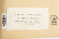 Taphrina purpurascens image