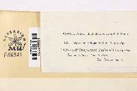 Leptostroma hypophyllum image