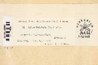 Ustilago bullata image