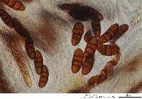 Rhytidhysteron rufulum image