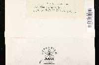 Glonium simulans image