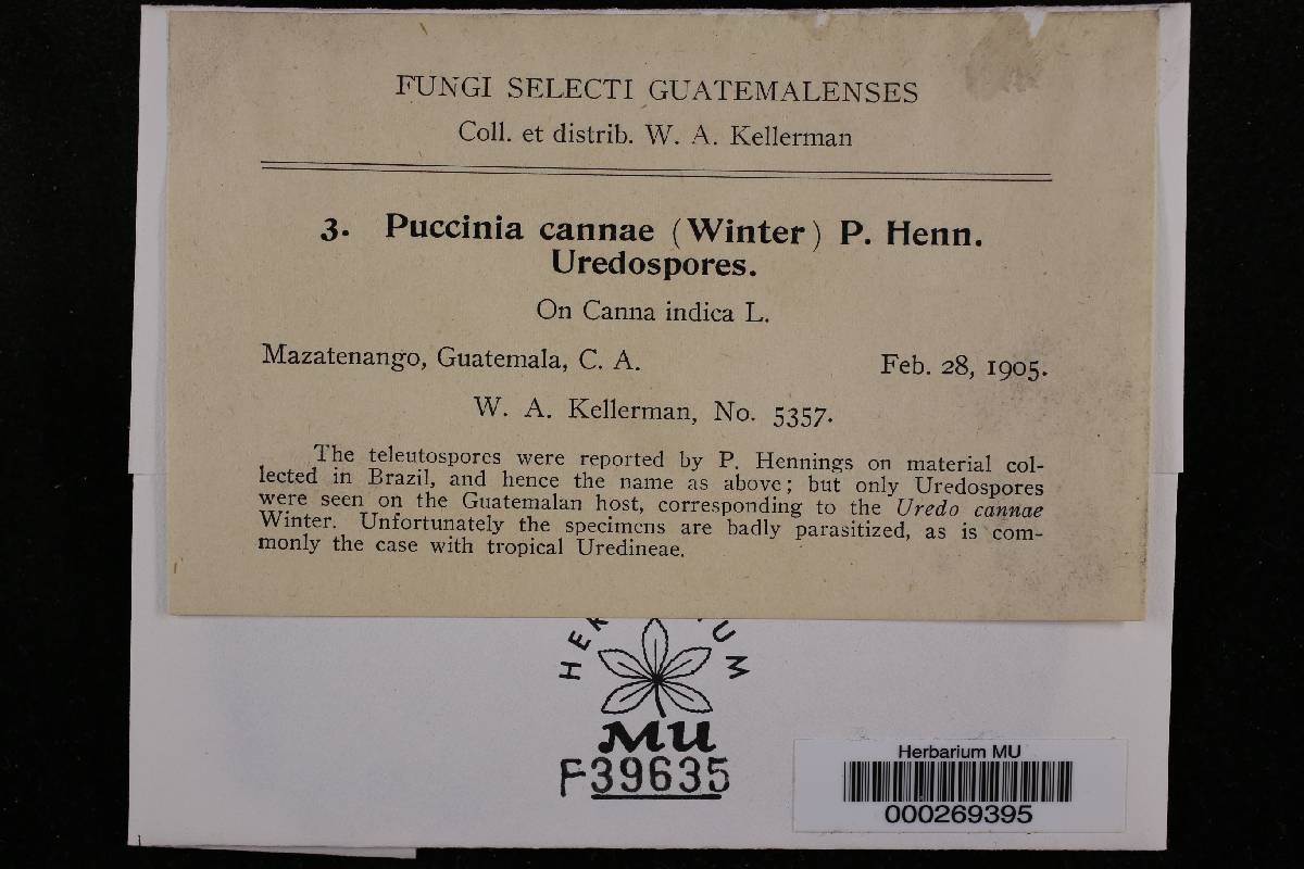 Puccinia cannae image