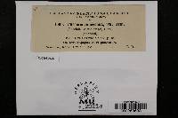 Puccinia jamesiana image