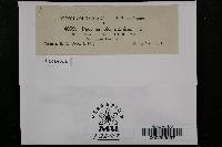 Puccinia hordei image