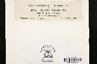 Erysiphe polygoni image