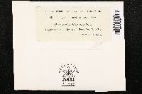 Albugo candida image