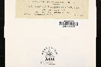 Godronia nemopanthis image