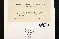 Cladosporium typharum image