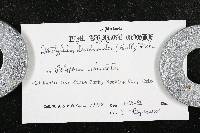 Hypomyces rosellus image