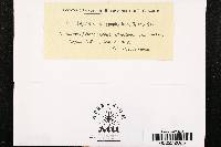 Leptostroma hypophyllum image