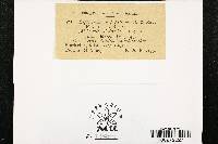 Leptostroma hypophyllum image