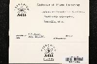 Leptostroma hypophyllum image