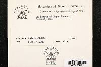 Leptostroma hypophyllum image