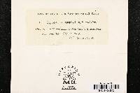 Leptostroma hypophyllum image