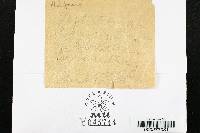 Leptostroma hypophyllum image