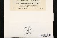 Thumbnail image of current specimen