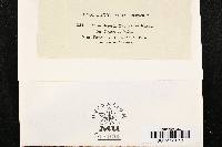 Leptosphaeria typharum image