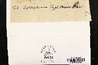 Leptosphaeria typharum image