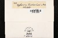 Hypocrea richardsoni image