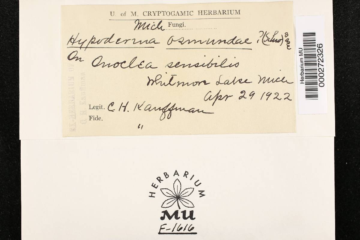 Hypoderma osmundae image
