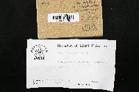 Lamproderma atrosporum image