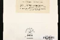 Patellaria fuscoater image