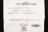 Media resource of Hypomyces tremellicola