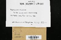 Hygrophorus chrysodon image