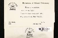 Pirella circinans image