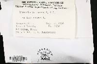 Massaria vomitoria image