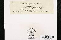 Melampsora bigelowii image