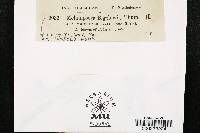 Melampsora bigelowii image