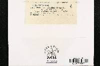 Melampsora medusae image