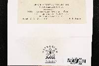 Melampsora medusae image