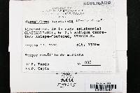 Naematoloma aurantiacum image