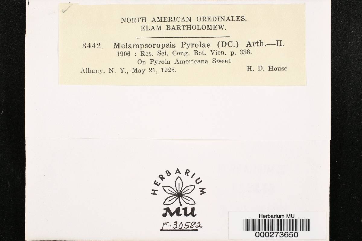 Chrysomyxa pyrolae image