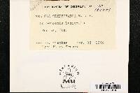 Meliola cryptocarpa image