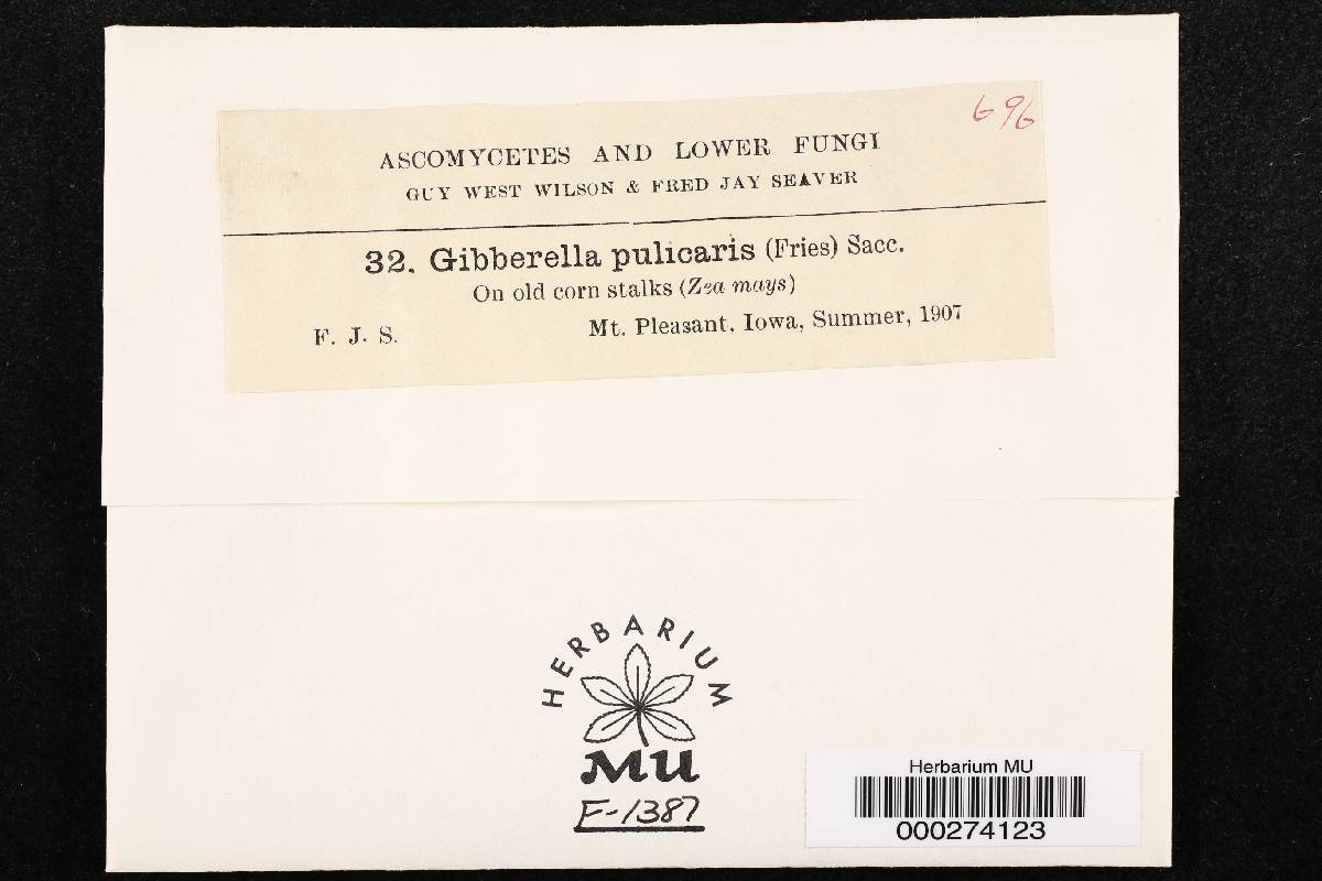 Gibberella pulicaris image