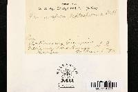 Peronospora leptosperma image