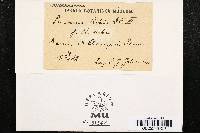 Puccinia ribis image