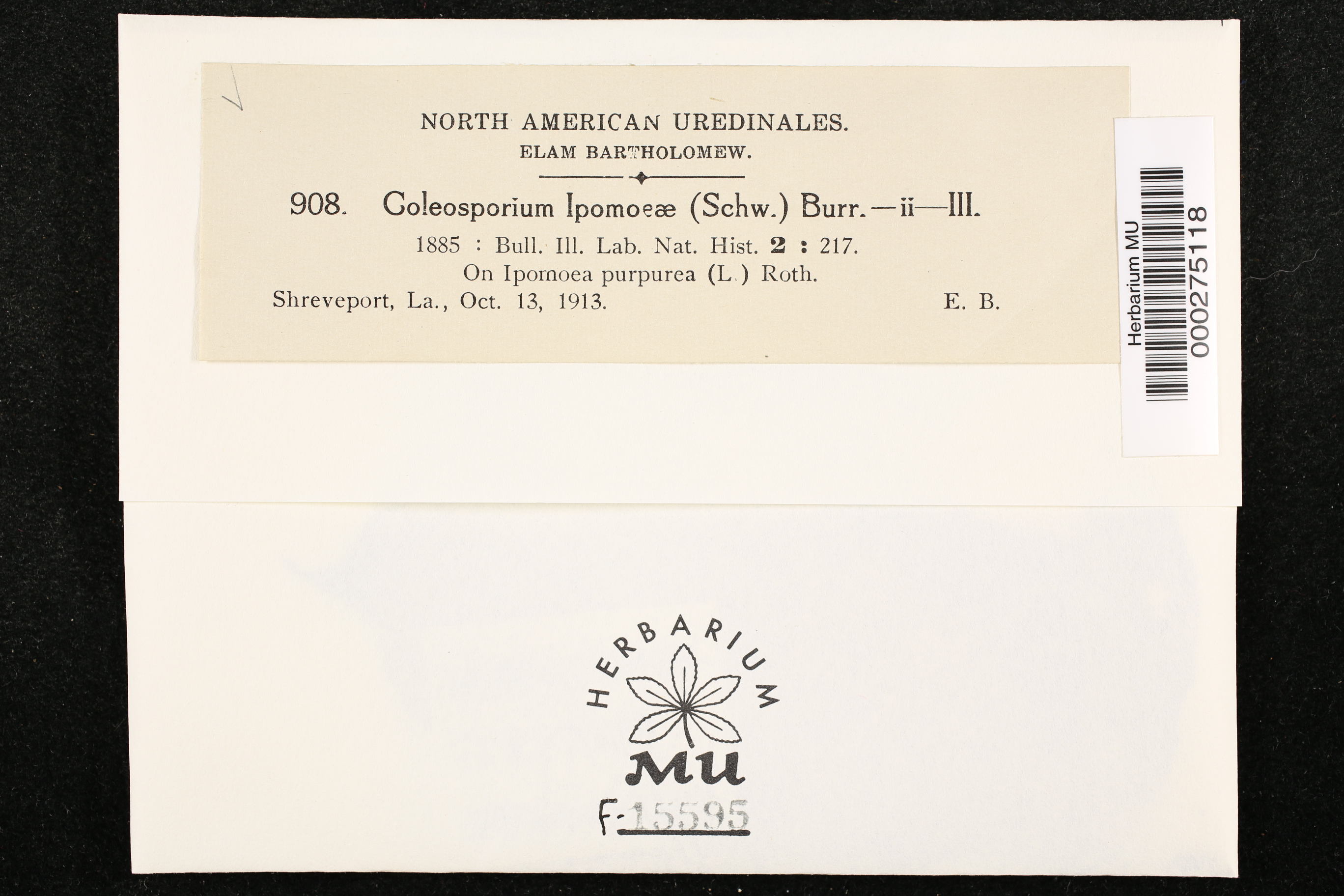 Coleosporium ipomoeae thumbnail