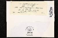 Coleosporium ipomoeae image